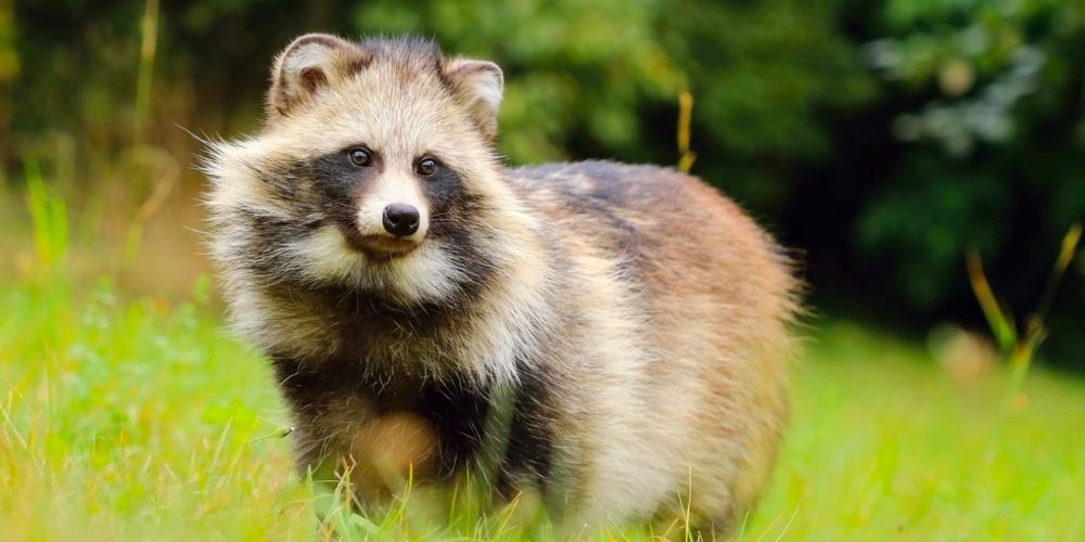 Japanese raccoon dog