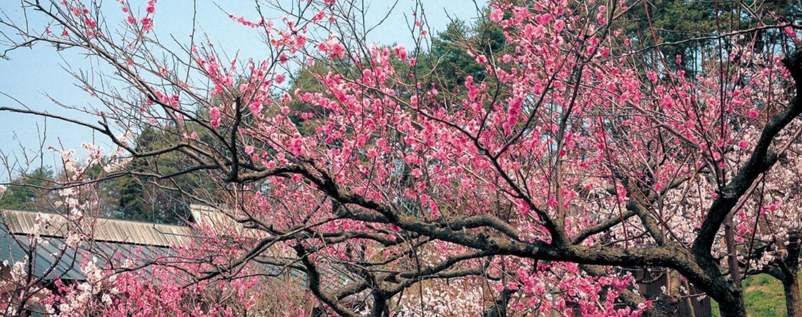 Japanese plum