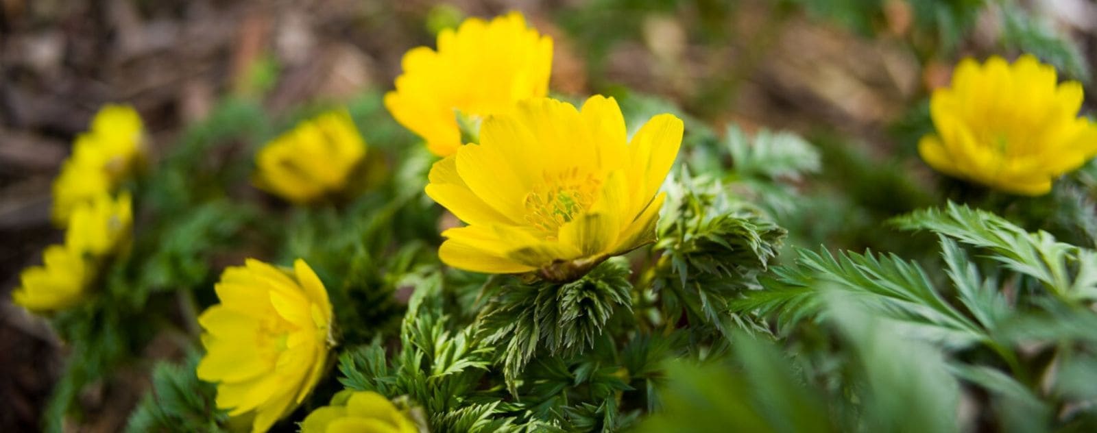 Japanese Adonis Ramosa 