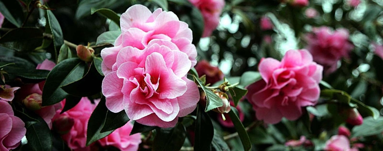 Japanese camellia
