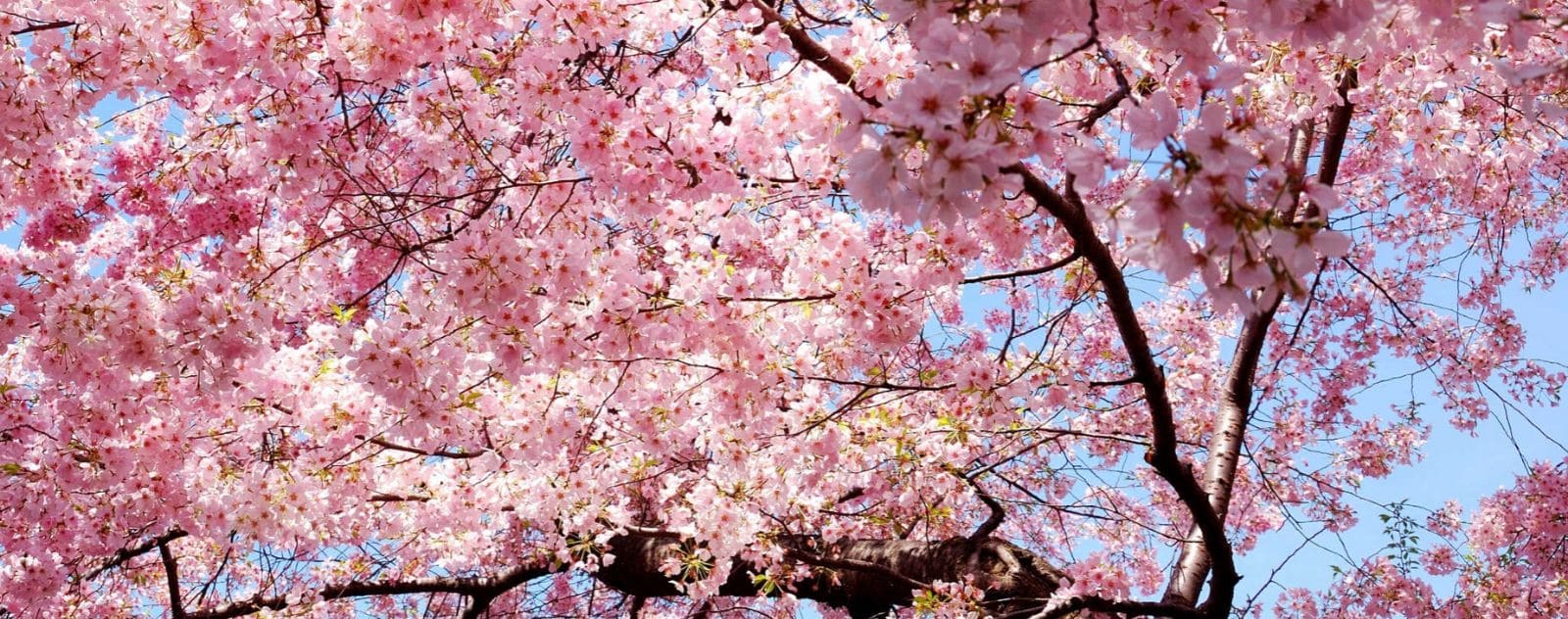 Japanese cherry blossoms