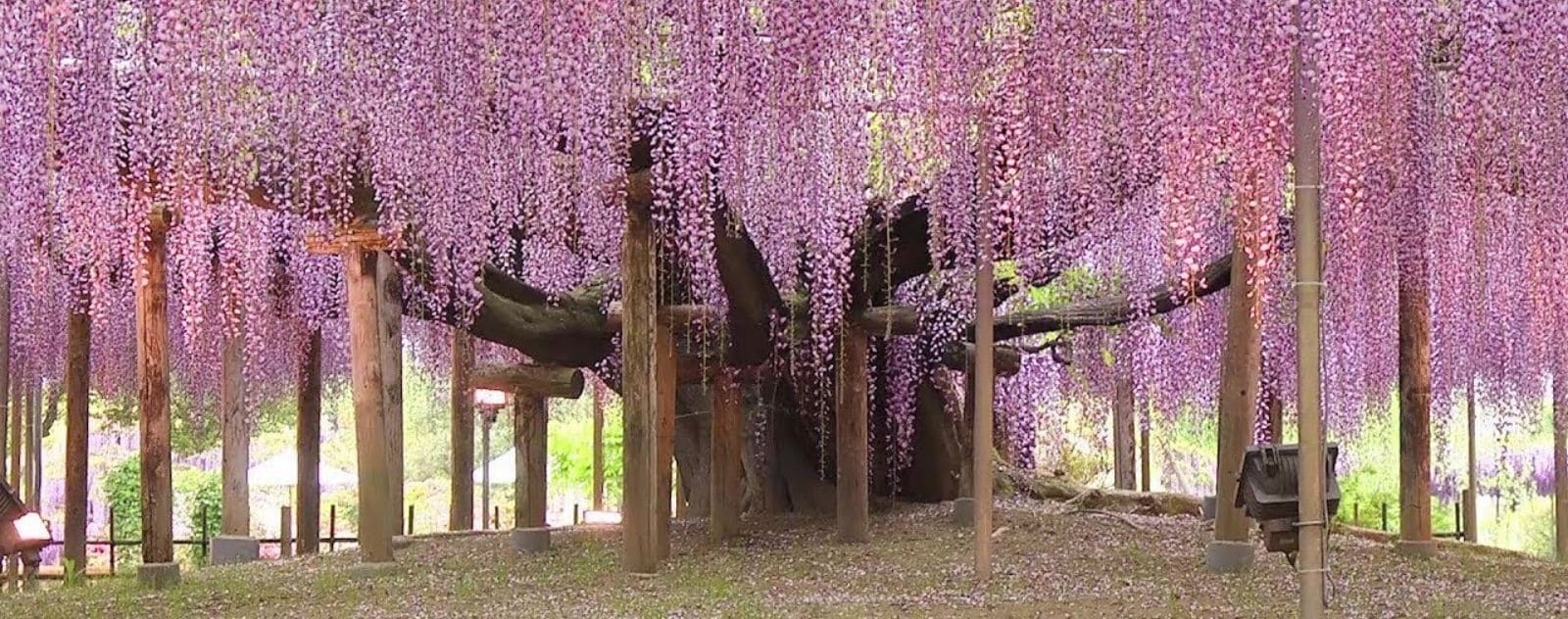 Japanese Wisteria