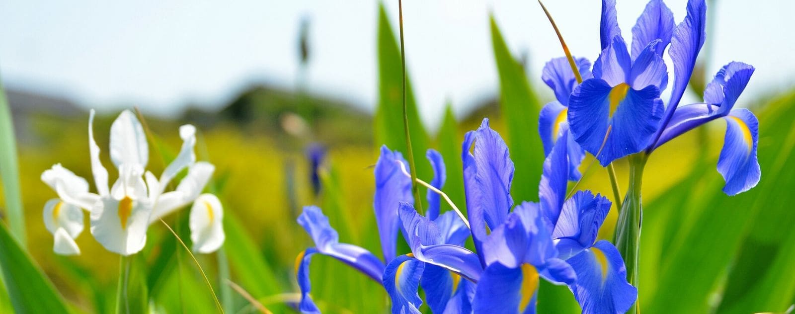 Japanese Iris