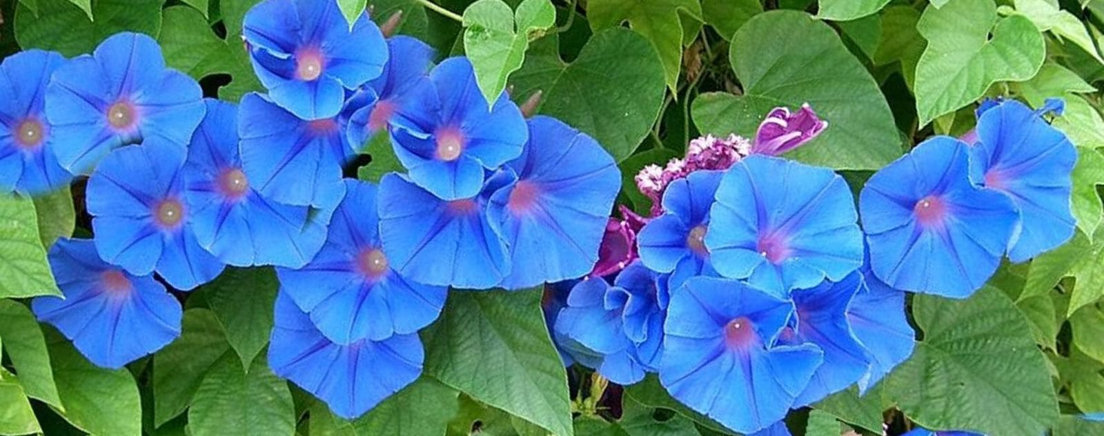 Japanese Ipomoea