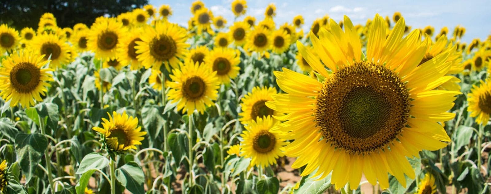Japanese Sunflower