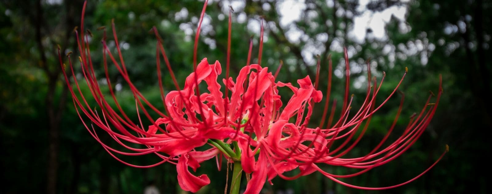 Lycoris Radiata
