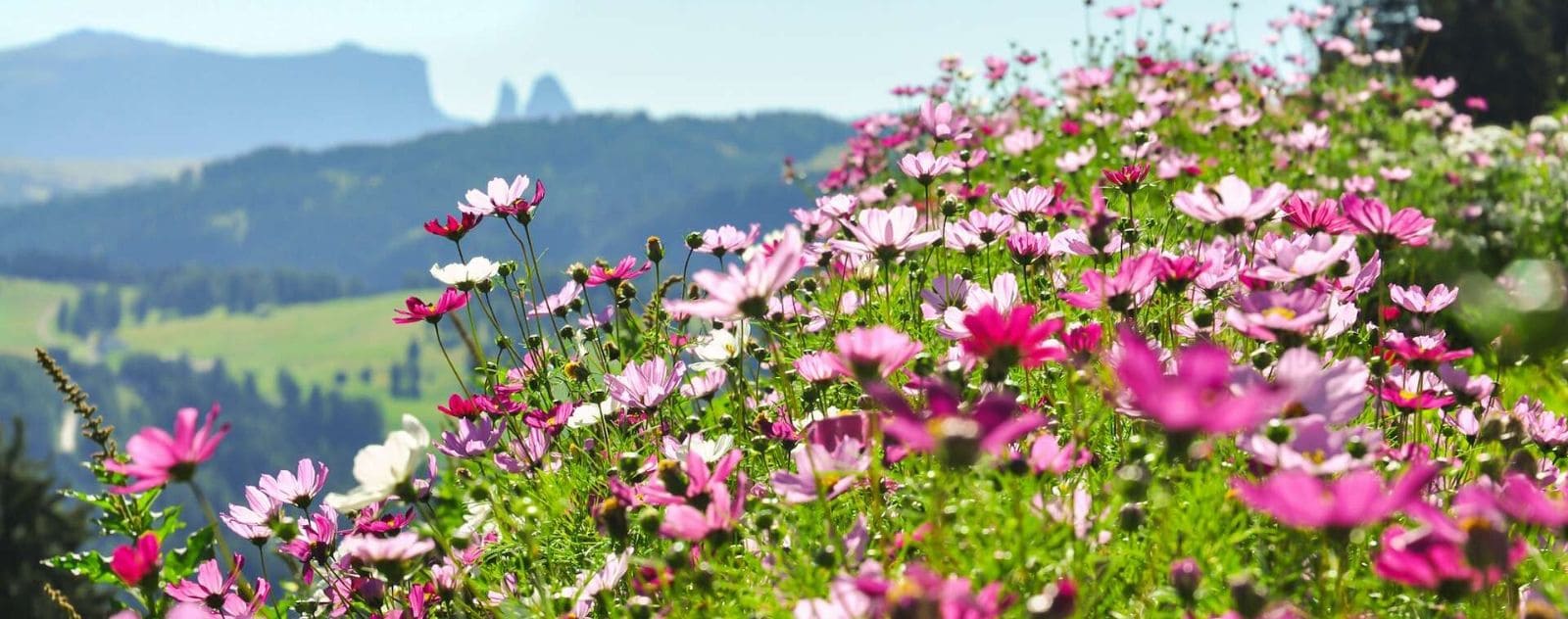 Japanese Cosmos