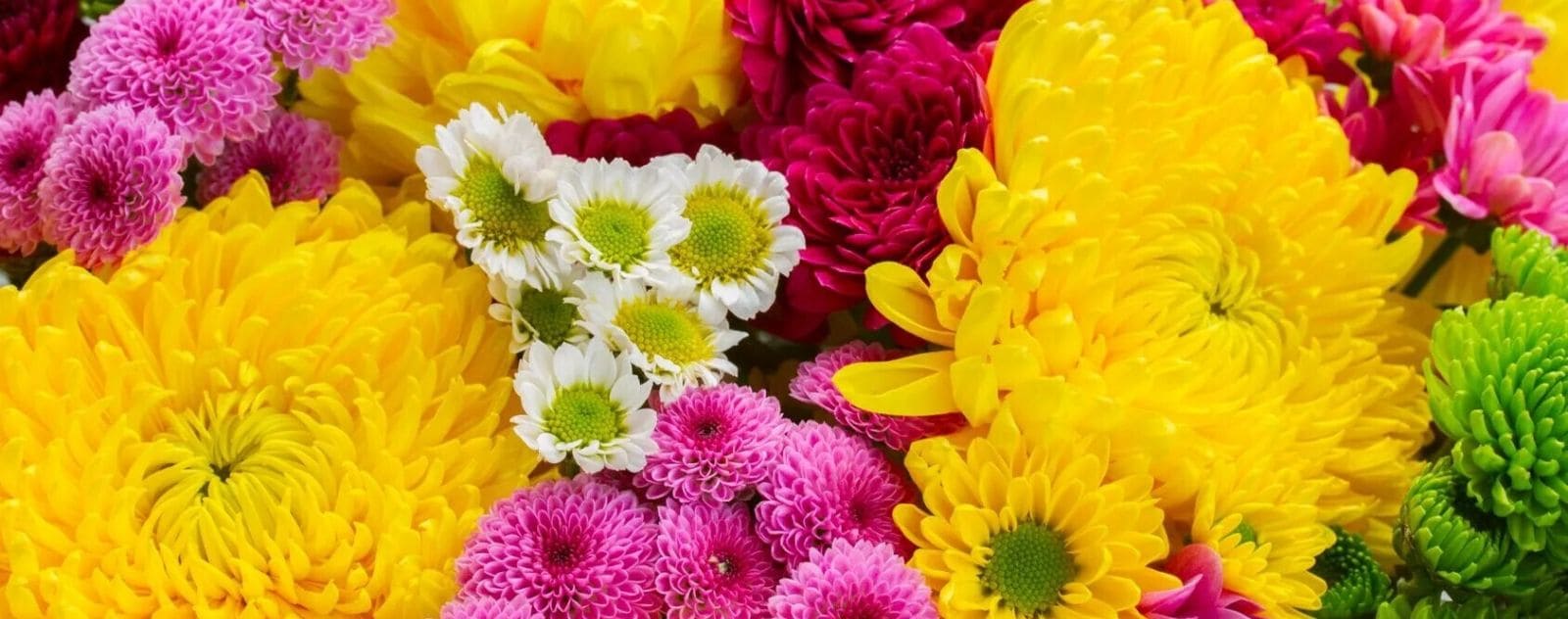 Japanese Chrysanthemum