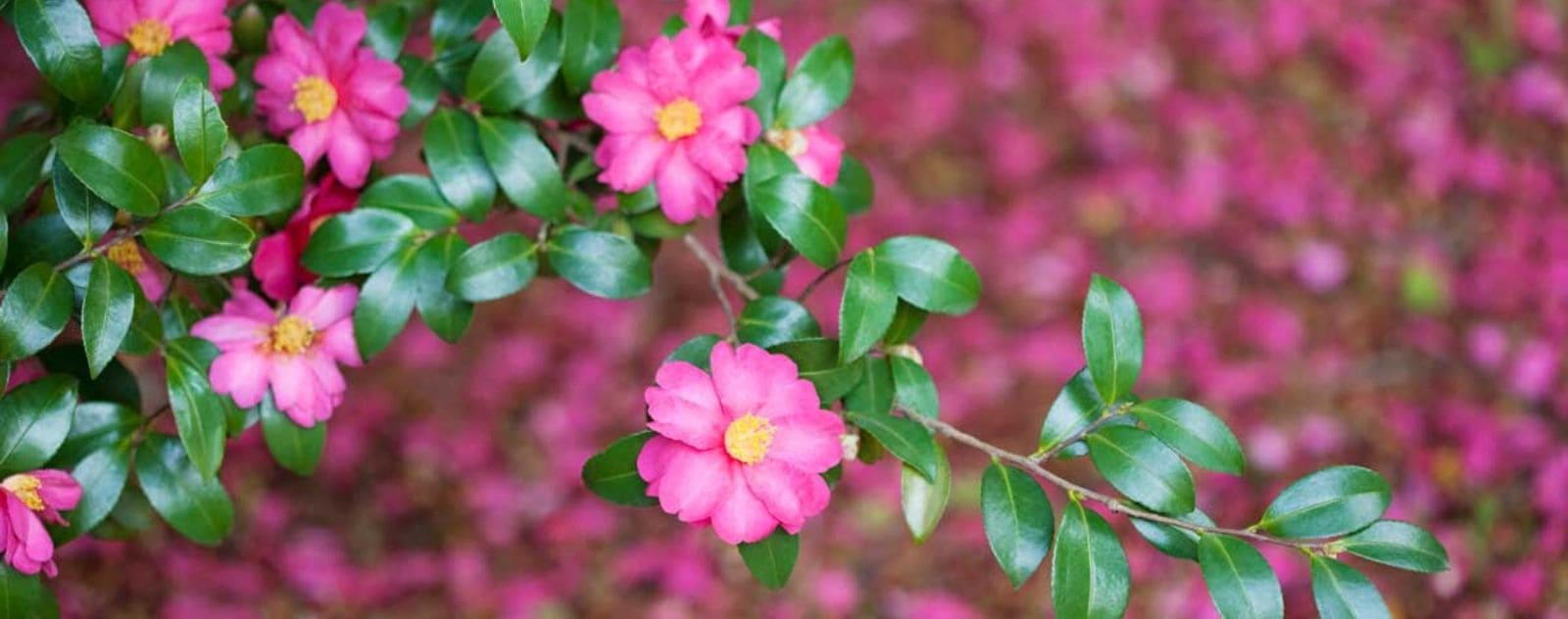 Japanese Camellia