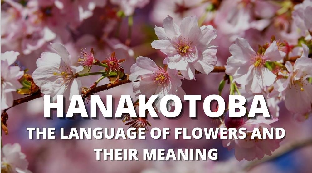 Hanakotoba japanese flower language