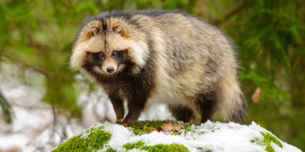 Tanuki animal