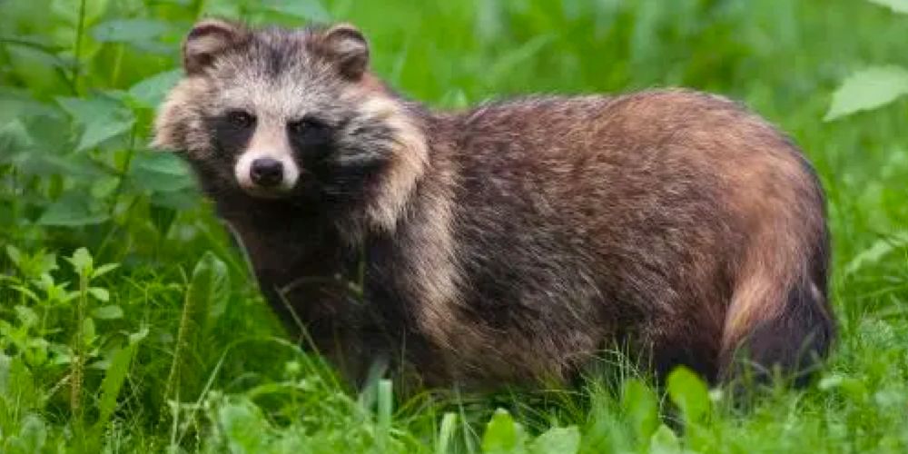 wild tanuki
